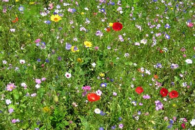 Fresh flowers in field