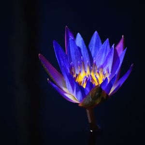 Close-up of blue flower
