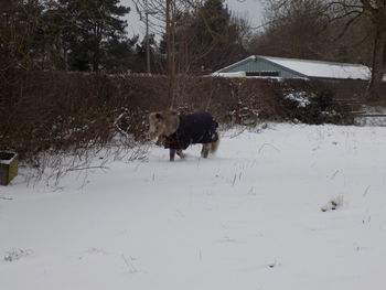 Dog on snow covered trees during winter