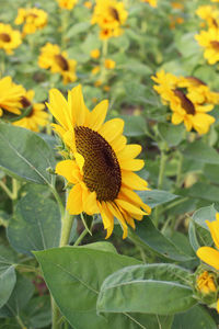 Close-up of yellow flowering plant