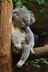 Sheep sitting on tree trunk