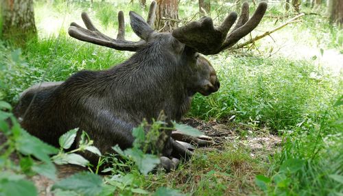 Moose relaxing in forest