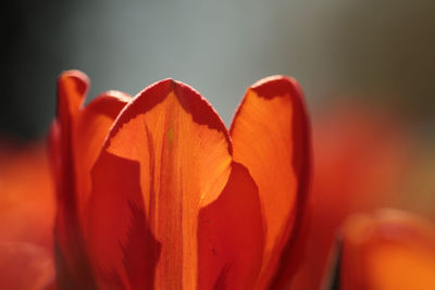 Close-up of red flower against blurred background