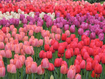 Full frame shot of tulips