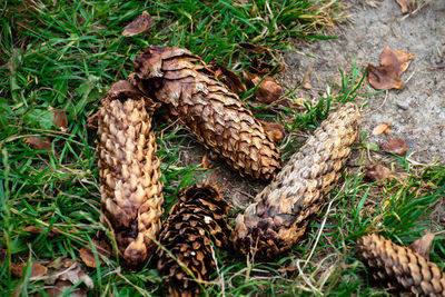 High angle view of pine cone on field