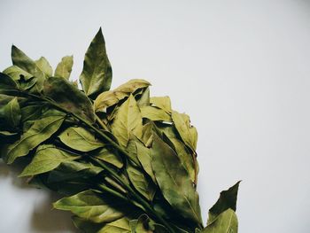 Close-up of fresh green leaves against white background