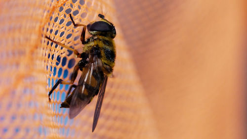 Close-up of bee on wall