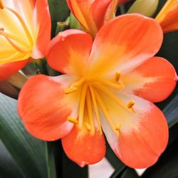 Close-up of orange day lily blooming outdoors