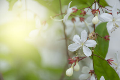 Close-up of white cherry blossom on tree