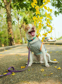 Dog with open mouth sitting on road against trees