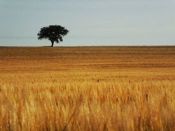 Scenic view of field against clear sky