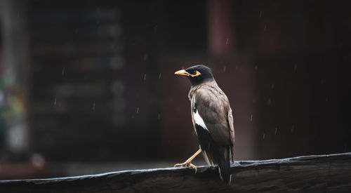 Bird perching on wood