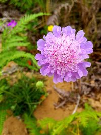 Close-up of purple flower blooming outdoors