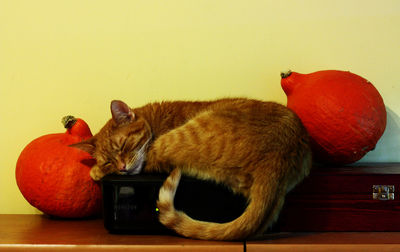 Cats on table