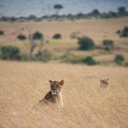 Portrait of a cat on land