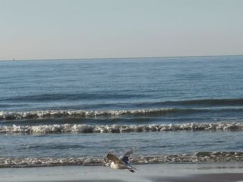 View of seagull on beach against the sky