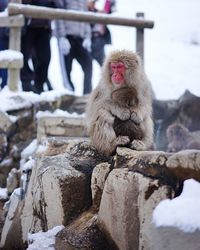 Japanese macaque with infant sitting on rock during winter