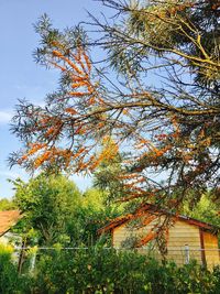 Low angle view of tree against sky