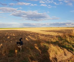 View of dog on field against sky