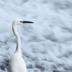 Close-up of bird in lake