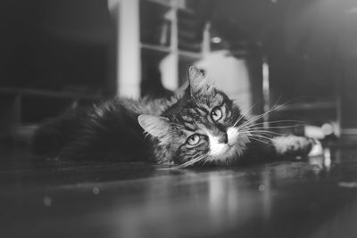 Portrait of cat lying on floor at home