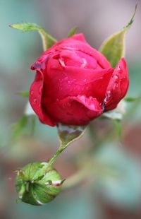 Close-up of pink rose