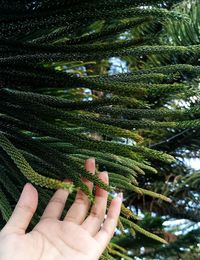 Cropped hand of woman touching leaves