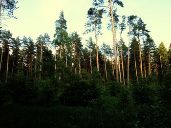 Trees in forest against sky