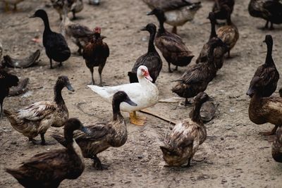 High angle view of birds on land