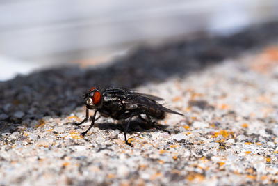 Close-up of housefly