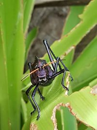 Close-up of insect on leaf