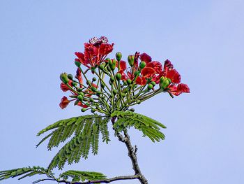 Low angle view of red flowering plant against clear blue sky
