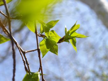 Low angle view of leaves on tree