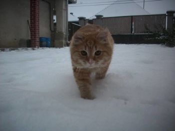 Portrait of cat on snow