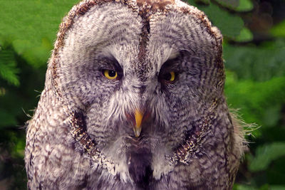 Close-up portrait of a owl