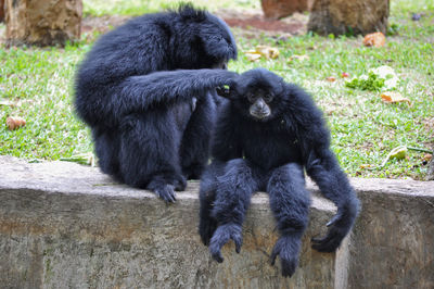 In this photo there are two gibbons, namely father and son