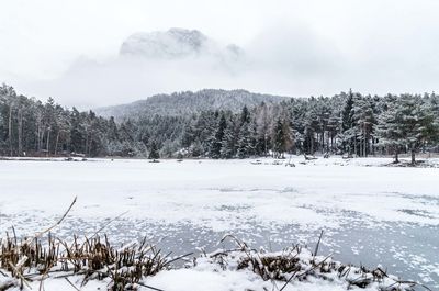 Trees on snow covered landscape against sky