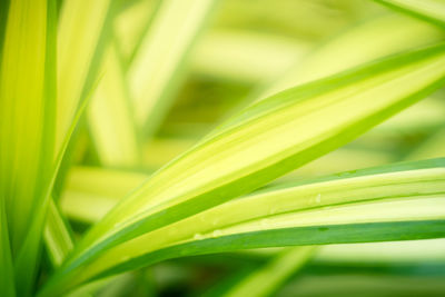 Close-up of fresh green grass