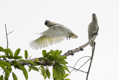 Low angle view of birds perching on branch against sky