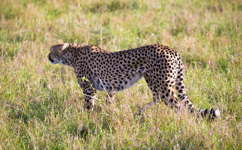 View of a cat on grass