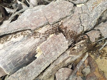 Full frame shot of tree trunk