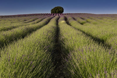 View of lavender growing on field