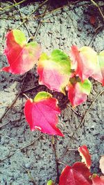 Leaves on red maple leaves