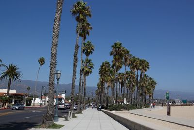 Road by palm trees against blue sky