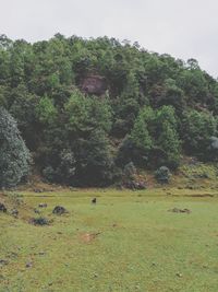 Trees on field in forest against sky