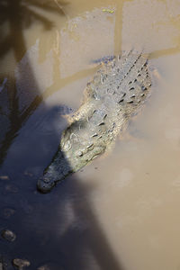 High angle view of crocodile in water