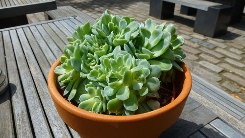 High angle view of potted plant on table