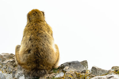 View of a cat on rock