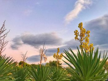 Close-up of plants against cloudy sky