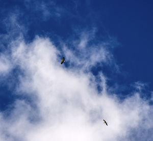 Low angle view of bird flying in sky